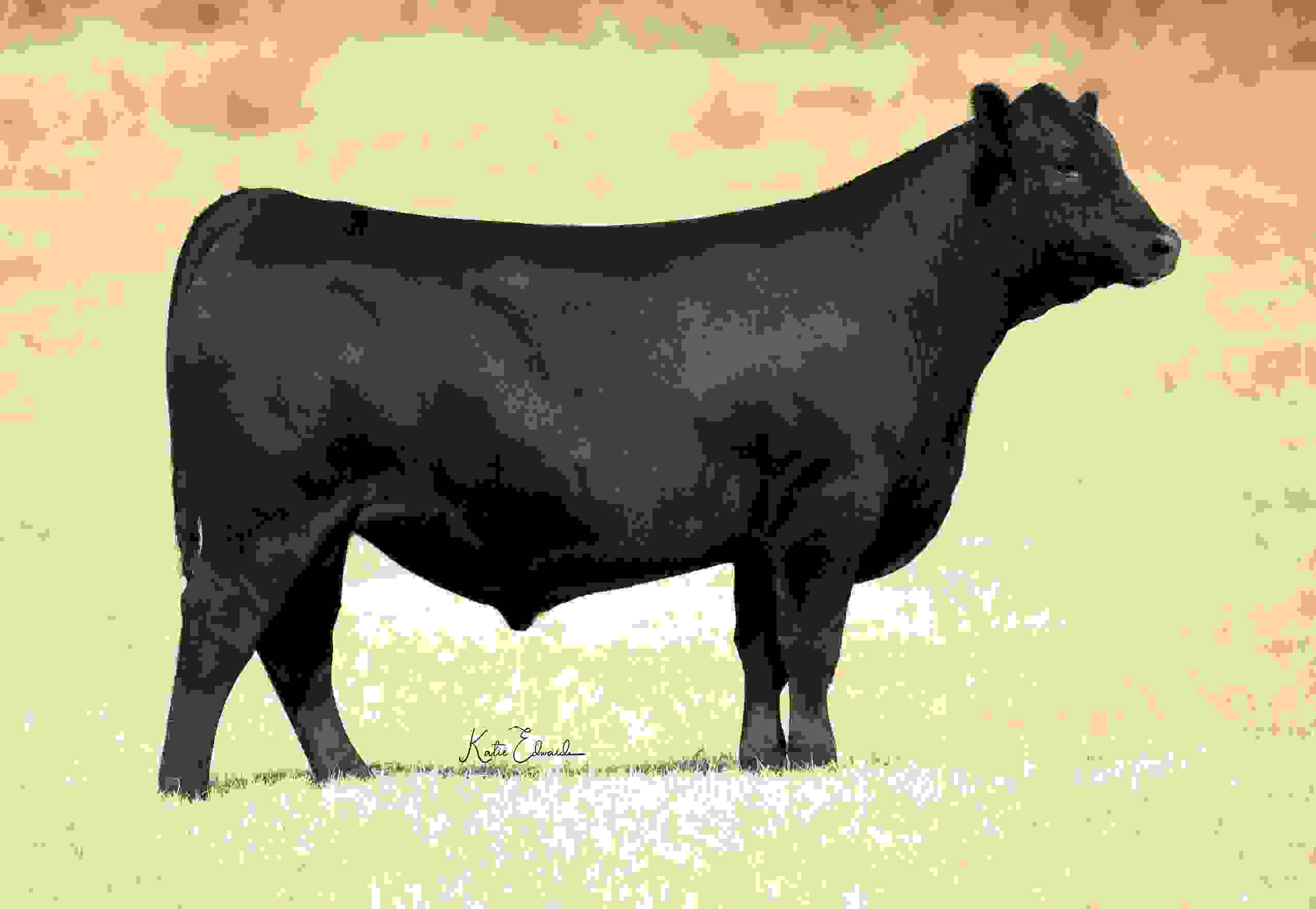 SEFBlack Angus Soaring Eagle Farms